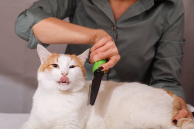 Sevimli beyaz-kırmızı mutlu kedi ve bir tarak hayvan tüylerini tam yalan. Evde beslenen hayvan kedi araması. Evde beslenen hayvan kaygı kavramı.