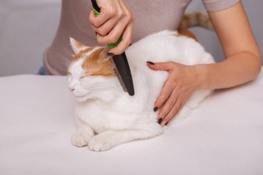 Sevimli beyaz-kırmızı mutlu kedi ve bir tarak hayvan tüylerini tam yalan. Evde beslenen hayvan kedi araması. Evde beslenen hayvan kaygı kavramı.