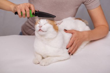 Sevimli beyaz-kırmızı mutlu kedi ve bir tarak hayvan tüylerini tam yalan. Evde beslenen hayvan kedi araması. Evde beslenen hayvan kaygı kavramı.