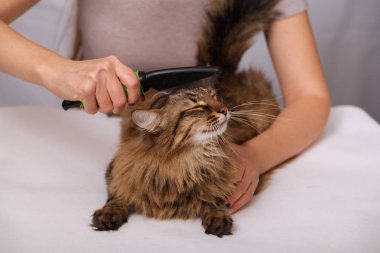 Yalan ve olmaktan keyif temizlenmiş ve taranmış tekir kedi. Tüylü gri çizgili kedi araması. Evde beslenen hayvan kaygı kavramı.