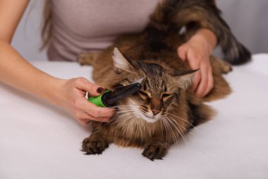 Yalan ve olmaktan keyif temizlenmiş ve taranmış tekir kedi. Tüylü gri çizgili kedi araması. Evde beslenen hayvan kaygı kavramı.