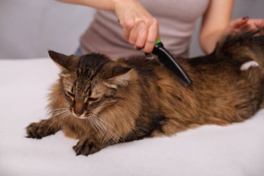 Yalan ve olmaktan keyif temizlenmiş ve taranmış tekir kedi. Tüylü gri çizgili kedi araması. Evde beslenen hayvan kaygı kavramı.