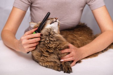 Yalan ve olmaktan keyif temizlenmiş ve taranmış tekir kedi. Tüylü gri çizgili kedi araması. Evde beslenen hayvan kaygı kavramı.