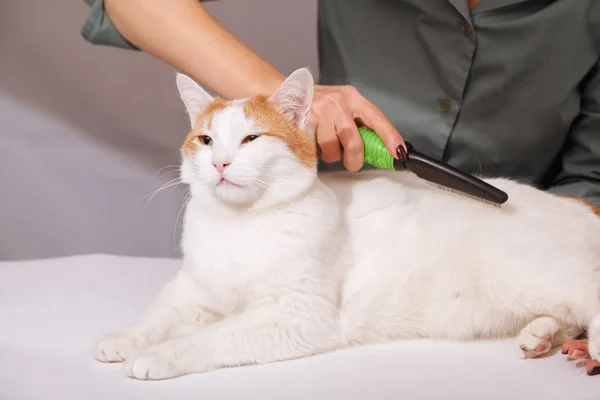 Sevimli beyaz-kırmızı mutlu kedi ve bir tarak hayvan tüylerini tam yalan. Evde beslenen hayvan kedi araması. Evde beslenen hayvan kaygı kavramı.