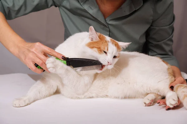 Peine Blanco Rojo Lindo Gato Mastica Peinar Gatos Domésticos Concepto — Foto de Stock