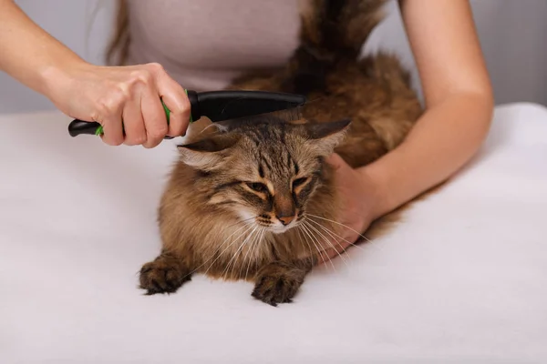 Gato Tabby Mintiendo Disfrutando Ser Limpiado Peinado Peinando Gato Peludo —  Fotos de Stock