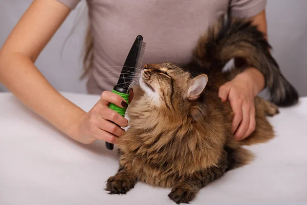 Yalan ve olmaktan keyif temizlenmiş ve taranmış tekir kedi. Tüylü gri çizgili kedi araması. Evde beslenen hayvan kaygı kavramı.