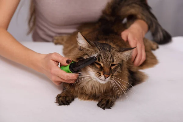 Yalan ve olmaktan keyif temizlenmiş ve taranmış tekir kedi. Tüylü gri çizgili kedi araması. Evde beslenen hayvan kaygı kavramı.