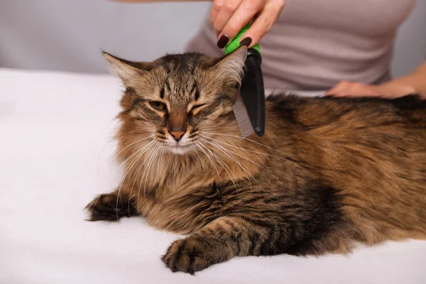 Gato Tabby Mintiendo Disfrutando Ser Limpiado Peinado Peinando Gato Peludo — Foto de Stock