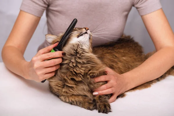 Gato Tabby Mintiendo Disfrutando Ser Limpiado Peinado Peinando Gato Peludo — Foto de Stock