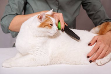 Sevimli beyaz-kırmızı mutlu kedi ve bir tarak hayvan tüylerini tam yalan. Evde beslenen hayvan kedi araması. Evde beslenen hayvan kaygı kavramı.