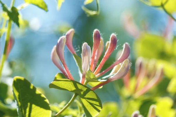 Lonicera periclymenum çiçek, ortak adları Hanımeli, ortak Hanımeli, Avrupa Hanımeli veya woodbine, yaz sezonunda bahçede çiçek açmış. Yumuşak odak.
