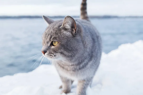 灰色の縞模様の猫は冷ややかな晴れた日に川や海の雪に覆われた銀行に歩く — ストック写真
