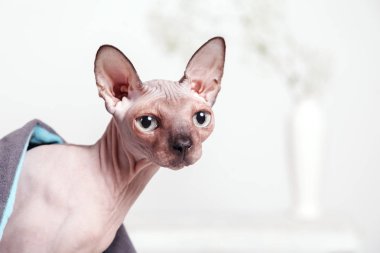 Bir battaniye beyaz bir duvar arka plan bulanık ve kenarındaki çiçek dolu vazolar üzerinde oturan Kanada Sfenks kaplı çıplak kedi doğurmak. Sabah bahar ruh hali