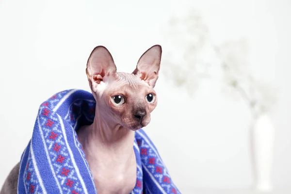 Naked Cat Breed Canadian Sphinx Sitting Covered Blanket Blurred Background — Stock Photo, Image