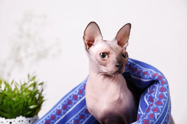 Naked Cat Breed Canadian Sphinx Sitting Covered Blanket Blurred Background — Stock Photo, Image