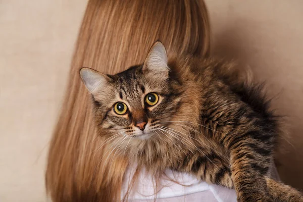 Funny Nadýchané Šedá Pruhovaná Kočka Rameni Ženy Krásná Mourovatá Kočka — Stock fotografie