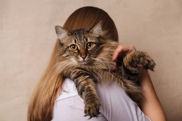 Funny Nadýchané Šedá Pruhovaná Kočka Rameni Ženy Krásná Mourovatá Kočka — Stock fotografie