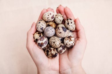 Bir demet Bıldırcın yumurta holding eller. Bıldırcın Paskalya almak taraftan taze yumurta. Avuç içi yakın çekim bıldırcın yumurtası.