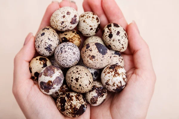 Hands holding a bunch of quail eggs. Quail eggs easter take on hand fresh. Quail eggs in palms close-up.