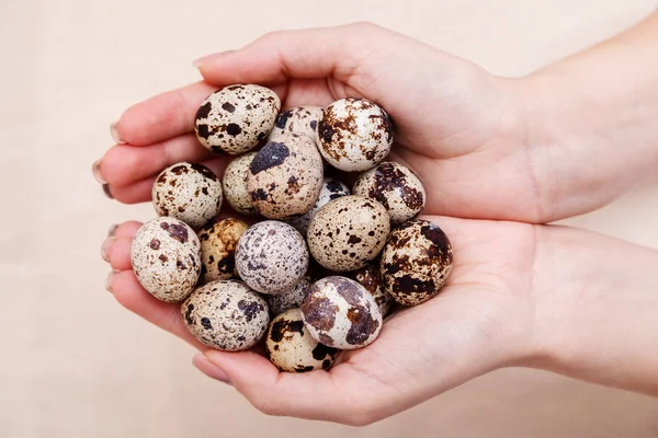 Bir Demet Bıldırcın Yumurta Holding Eller Bıldırcın Paskalya Almak Taraftan — Stok fotoğraf