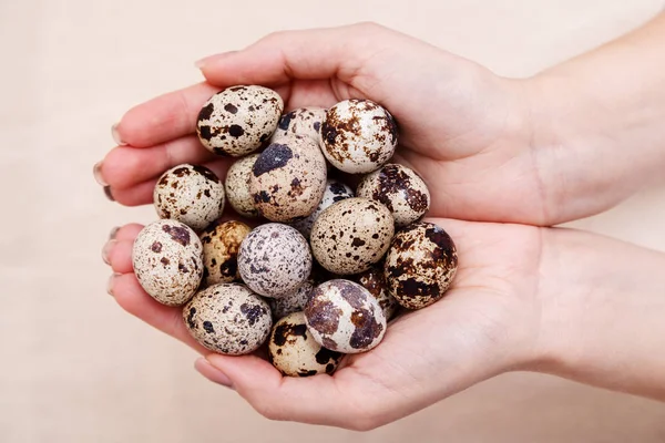 Mani Che Tengono Mucchio Uova Quaglia Uova Quaglia Pasqua Prendono — Foto Stock