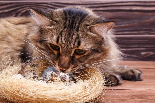 The striped cat looks curiously at the Easter quail egg in the nest on the table. The interest of a fluffy cat with long moustaches for the Easter painted eggs on wooden background
