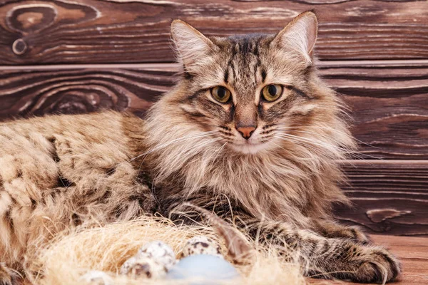 The striped cat looks curiously at the Easter quail egg in the nest on the table. The interest of a fluffy cat with long moustaches for the Easter painted eggs on wooden background