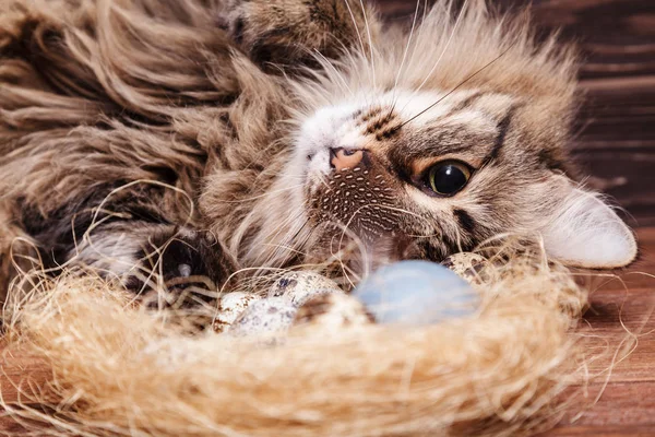 The striped cat looks curiously at the Easter quail egg in the nest on the table. The interest of a fluffy cat with long moustaches for the Easter painted eggs on wooden background