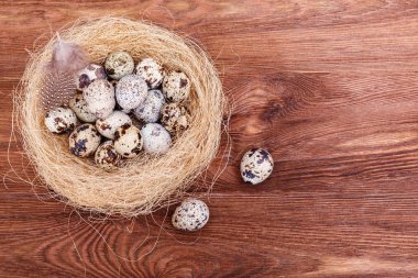 Paskalya yumurta kuş yuva rustik ahşap zemin üzerinde. Paskalya yumurtaları ile ve tüyler yuvaya kahverengi masada bıldırcın, alanı Kopyala. Bahar, Paskalya ve sağlıklı organik gıda kavramı