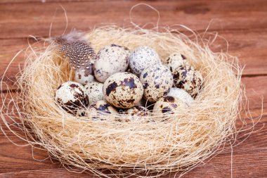 Paskalya yumurta kuş yuva rustik ahşap zemin üzerinde. Paskalya yumurtaları ile ve tüyler yuvaya kahverengi masada bıldırcın, alanı Kopyala. Bahar, Paskalya ve sağlıklı organik gıda kavramı