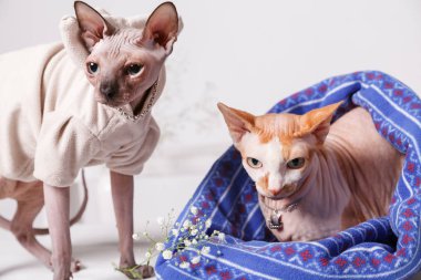 Bir çift hafif gri arka plan üzerinde şık elbiseli ciddi bir göz ile Kanada Sphynx doğurmak cats. İki çıplak kedi doğurmak Sfenks giysili.
