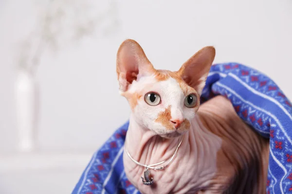 Naked Cat Breed Canadian Sphinx Sitting Covered Blanket Blurred Background — Stock Photo, Image