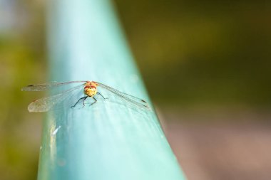 Yusufçuk sana gülümseyen mavi yüzeyinde oturur. Yusufçuk yakın çekim portresi.