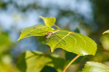 Dinlenme, yeşil yaprak üzerinde oturan yusufçuk. Yusufçuk yakın çekim yaprak ve gökyüzü arka plan bulanık. Seçici odak