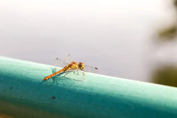 Dragonfly Zittend Een Groene Pijpleiding Een Onscherpe Achtergrond Van Vijver — Stockfoto