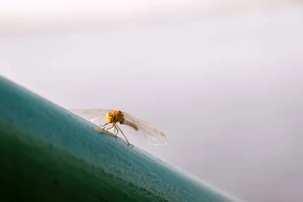 Libelle Sitzt Auf Einem Grünen Rohr Auf Einem Verschwommenen Hintergrund — Stockfoto