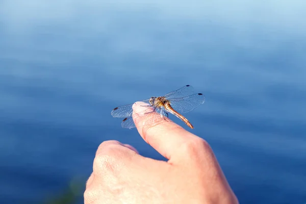Dragonfly Vilar Sitter Kvinna Hand Bakgrund Vatten Selektivt Fokus Suddig — Stockfoto