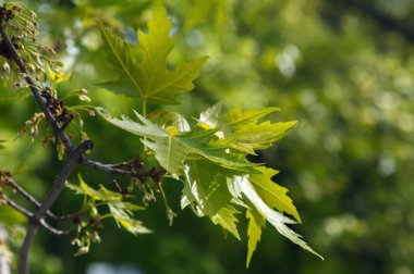 Şube ile yeşil akçaağaç kadar ön planda yakın - bırakır. Orman arka plan, Güneş parlamayı yaprakları, bokeh ile bulanık. Doğal yaz arka plan, seçici odak