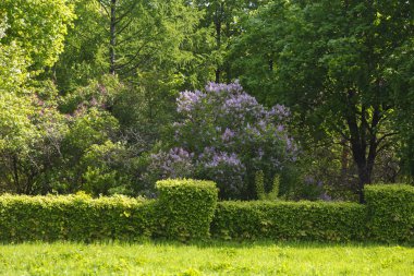 Mor Lila Lila Bahçe çalılıklarda. Arka bahçesinde çevre düzenlemesi ile Pembe Leylak ve ağaçlar. Bahar parkta leylak.