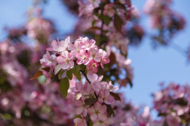 Şeftali çiçekleri güneşli bir bahçede. Pembe çiçekli ağaç bahar. Çiçeği bir şeftali ağacı dalları, arka plan bulanık.