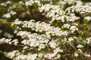 Güzel bahar çiçekler açan bir çalı beyaz alanlara üzerinde. Küçük beyaz çiçek bitki tüm dalları kapsar. Latin bitki alanlara thunbergii veya Thunberg Meadowsweet adıdır
