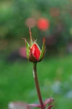 Bir kırmızı gül üzerinde bir Bush yeşillik içinde belgili tanımlık geçmiş ile büyüyen bir Bud. Çiçek tomurcuk tarih seçici odak.