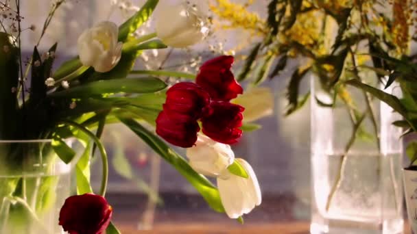 Hermoso Ramo Tulipanes Rojos Blancos Ramo Mimosa Fondo Ventana Café — Vídeos de Stock