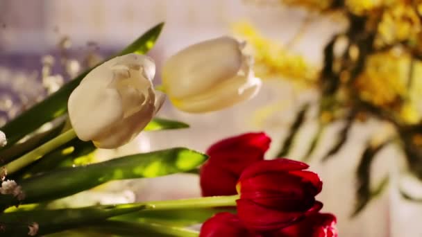 美丽的红色和白色郁金香花束 在晚上的咖啡馆的窗口背景上的米莫萨花束 — 图库视频影像