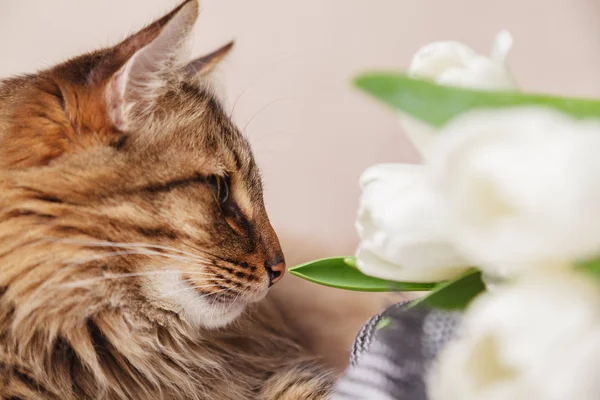 Gestreepte kat en witte tulpen boeket liggend op de deken op beige achtergrond close-up. Wenskaart of poster idee — Stockfoto