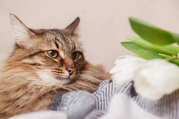 Gestreepte kat en witte tulpen boeket liggend op de deken op beige achtergrond close-up. Wenskaart of poster idee — Stockfoto