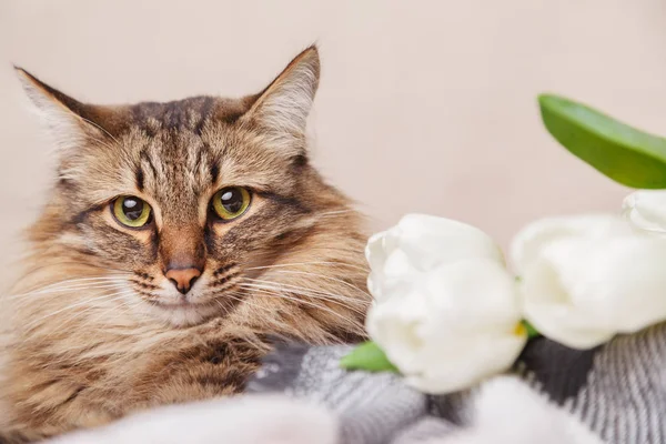 Striped cat and white tulips bouquet lying on blanket on beige background close up. Greeting card or poster idea — Stock Photo, Image