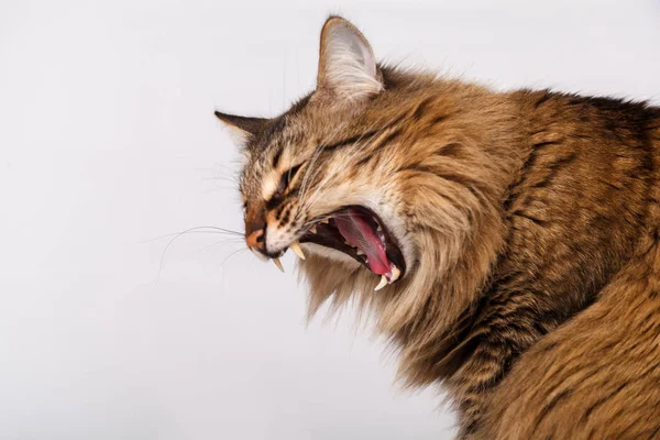 Striped fluffy cat with a long mustache funny yawns. Gray tabby furry cute cat lying on a light-gray background close-up — Stock Photo, Image