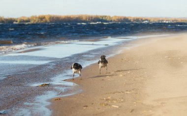 İki gri karga, Corvus Cornix, güçlü bir rüzgar ile güneşli bir günde nehir kıyısında yürümek